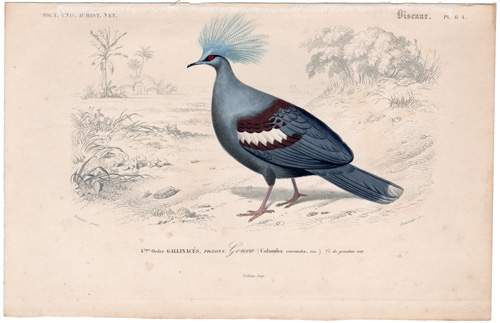 Blue-crowned Pigeon